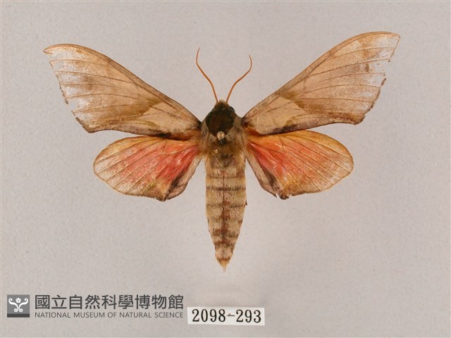 榆綠天蛾藏品圖，第1張