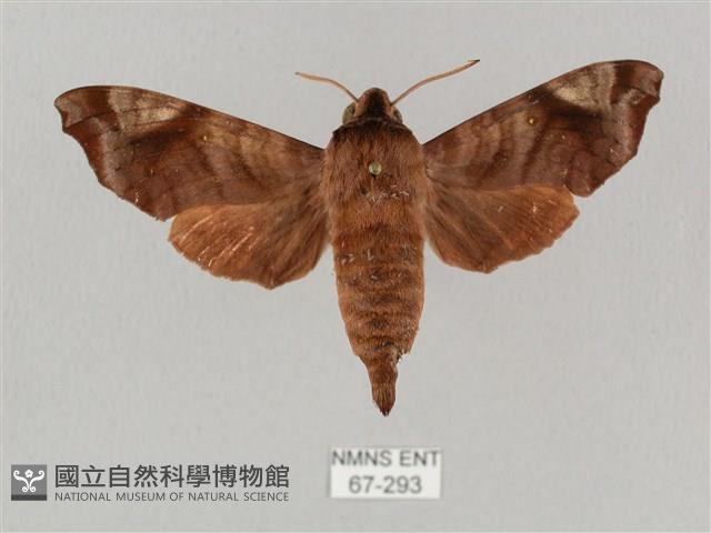 姬缺角天蛾藏品圖，第1張