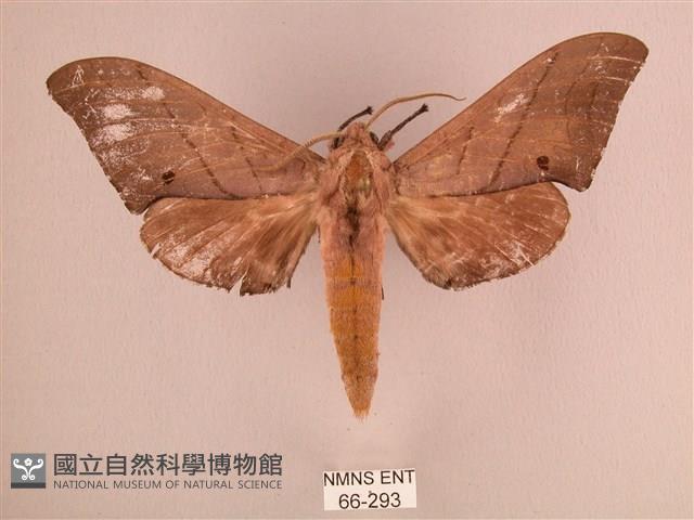 直翅六點天蛾藏品圖，第1張