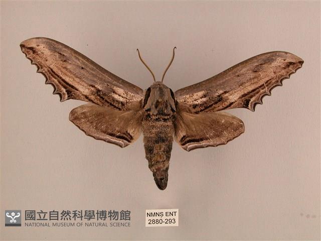 臺灣鋸翅天蛾藏品圖，第1張