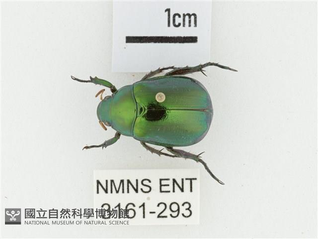 艷金龜藏品圖，第1張