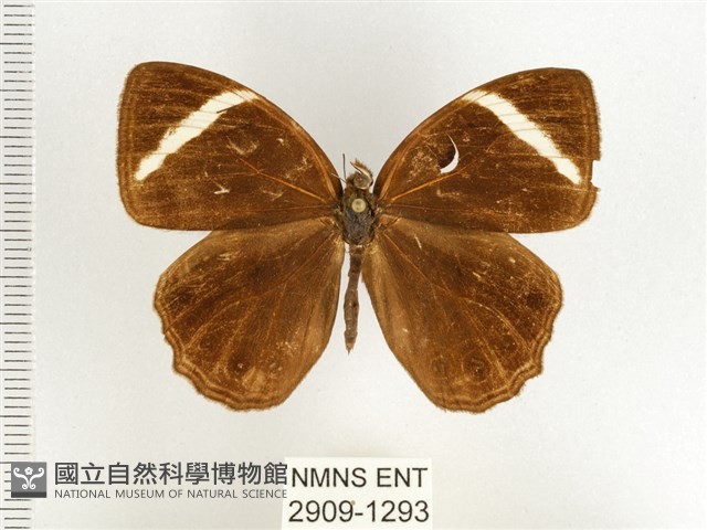 玉帶黛眼蝶藏品圖，第1張