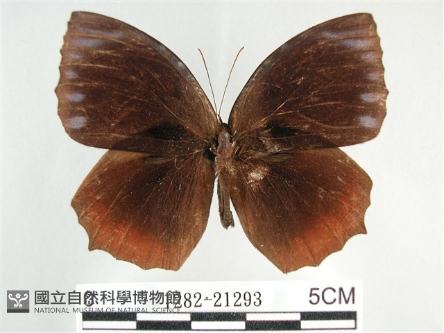藍紋鋸眼蝶藏品圖，第1張