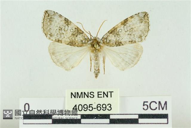 臺灣銀斑異波紋蛾藏品圖，第1張