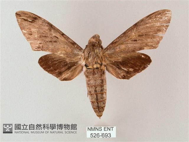 細斜紋霜天蛾藏品圖，第1張