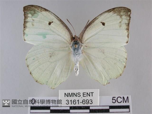 細波遷粉蝶藏品圖，第1張