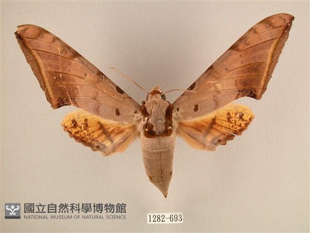 臺灣鷹翅天蛾藏品圖，第1張