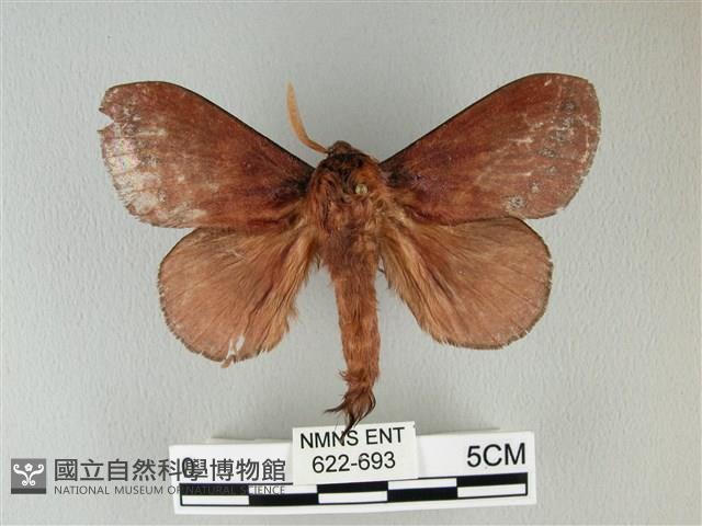 隱波紋枯葉蛾藏品圖，第1張