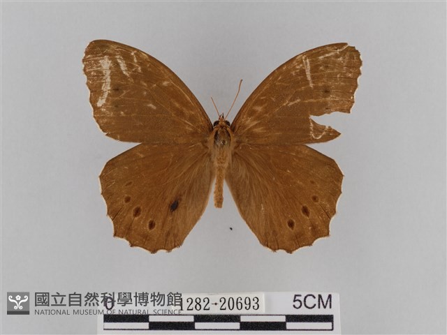 褐翅蔭眼蝶藏品圖，第1張