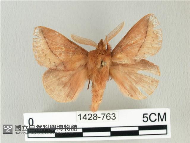 褐斜帶枯葉蛾藏品圖，第1張