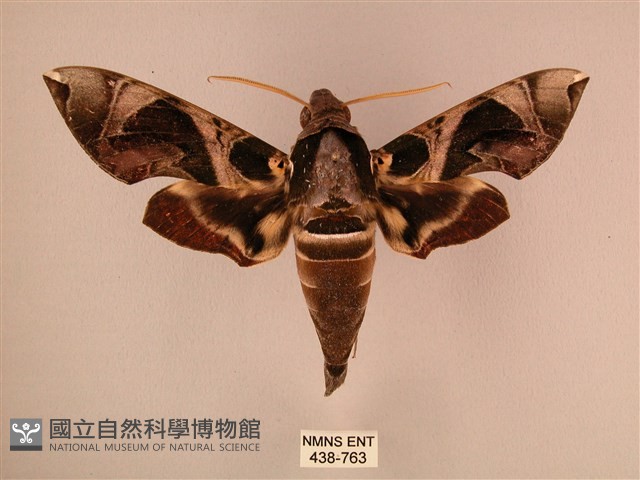 暗綠白腰天蛾藏品圖，第1張