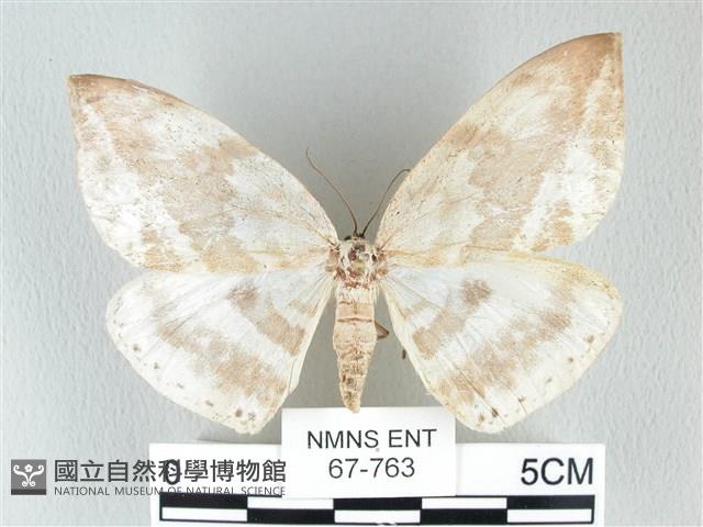 圓翅大鉤蛾藏品圖，第1張