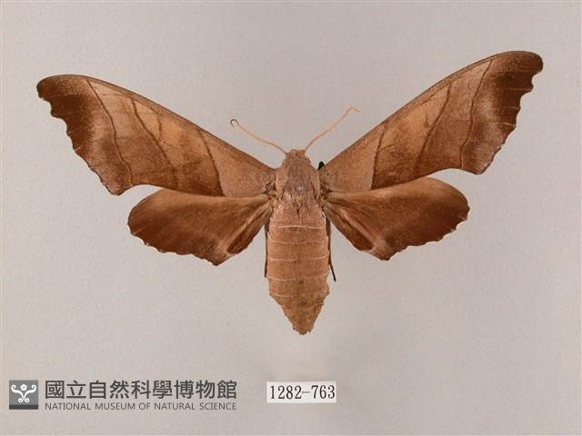 齒翅三線天蛾藏品圖，第1張