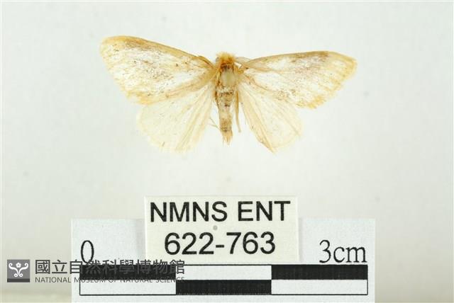 寬紋黃毒蛾藏品圖，第1張
