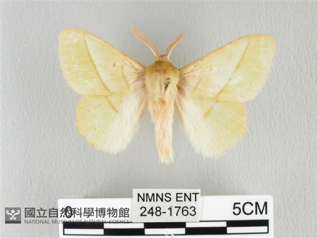 青枯葉蛾藏品圖，第1張