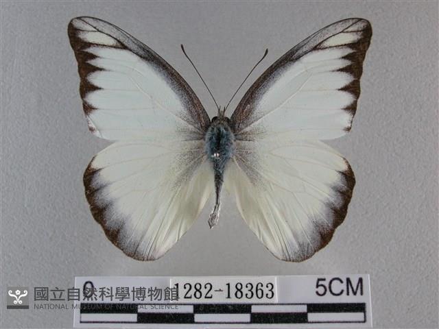 異色尖粉蝶藏品圖，第1張