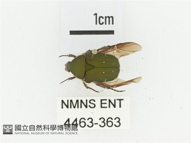 臺灣小綠花金龜藏品圖，第1張