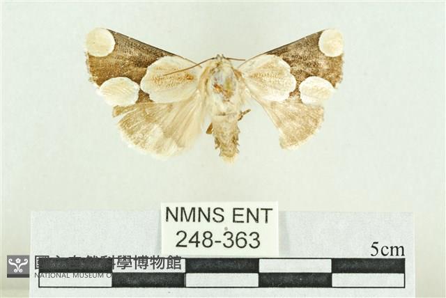 臺灣斑蕊夜蛾藏品圖，第1張