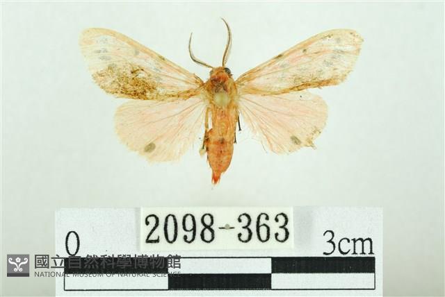 三條橙燈蛾藏品圖，第1張