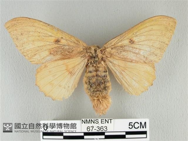 青枯葉蛾藏品圖，第1張