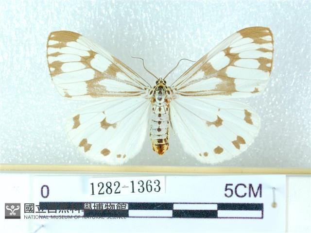 粉蝶燈蛾藏品圖，第1張