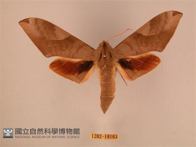 波紋豆天蛾藏品圖，第1張