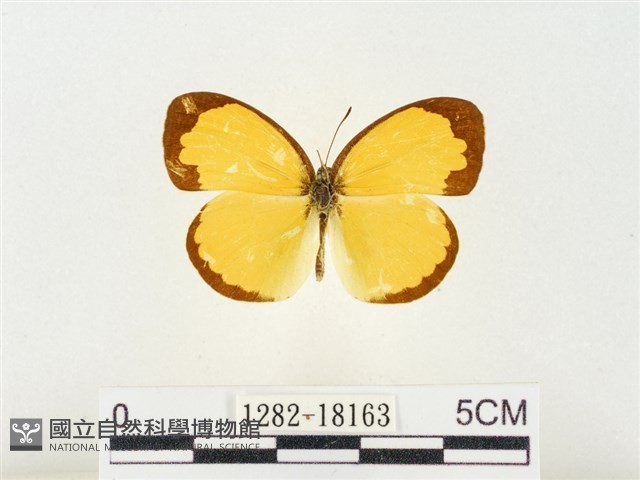 島嶼黃蝶、江崎黃蝶藏品圖，第1張