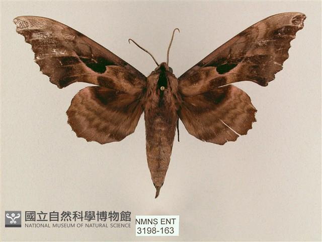 盾天蛾藏品圖，第1張