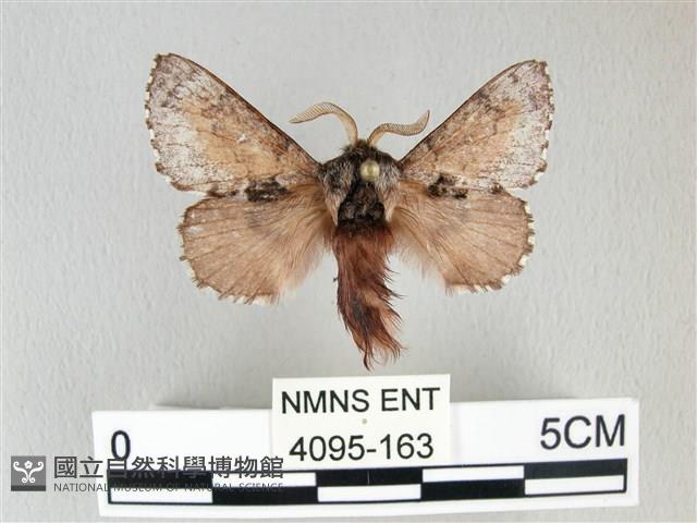 銀肩枯葉蛾藏品圖，第1張