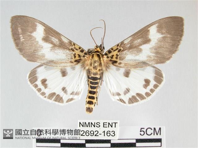 扭擬燈蛾藏品圖，第1張