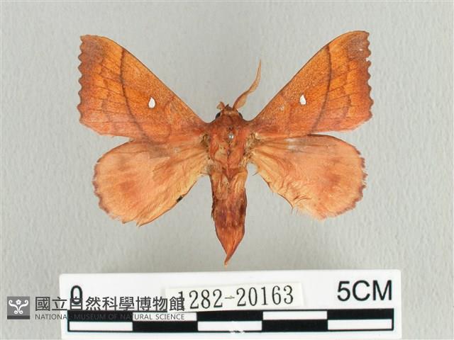 蘋毛蟲藏品圖，第1張