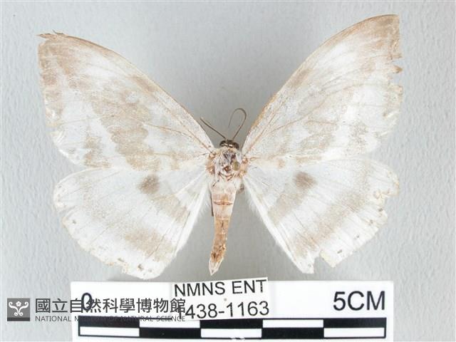 圓翅大鉤蛾藏品圖，第1張