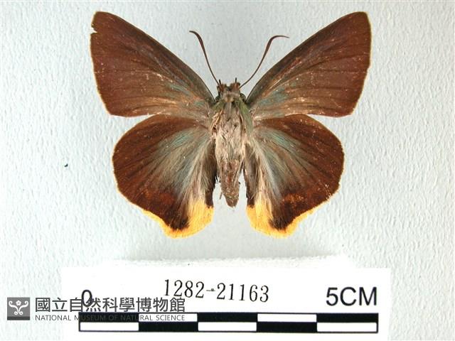 綠弄蝶藏品圖，第1張