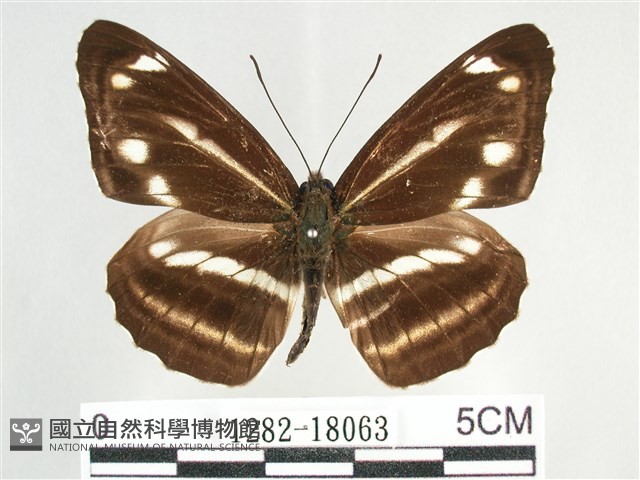 臺灣環蛺蝶藏品圖，第1張