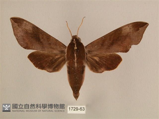 背中白天蛾藏品圖，第1張