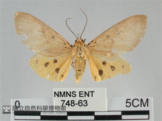 一點擬燈蛾藏品圖，第1張