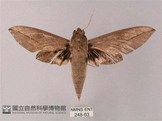 藏斜紋天蛾藏品圖，第1張