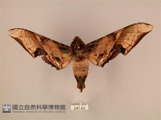 臀角斑天蛾藏品圖，第1張