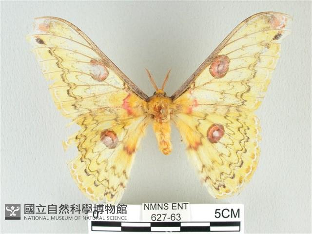 黃豹天蠶蛾藏品圖，第1張