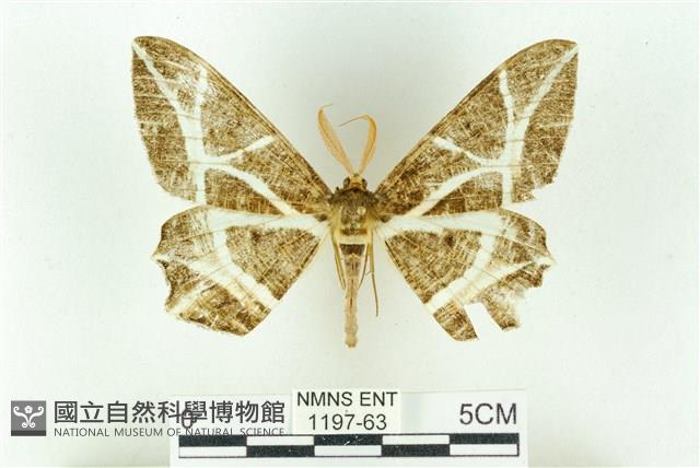 樹形尺蛾藏品圖，第1張