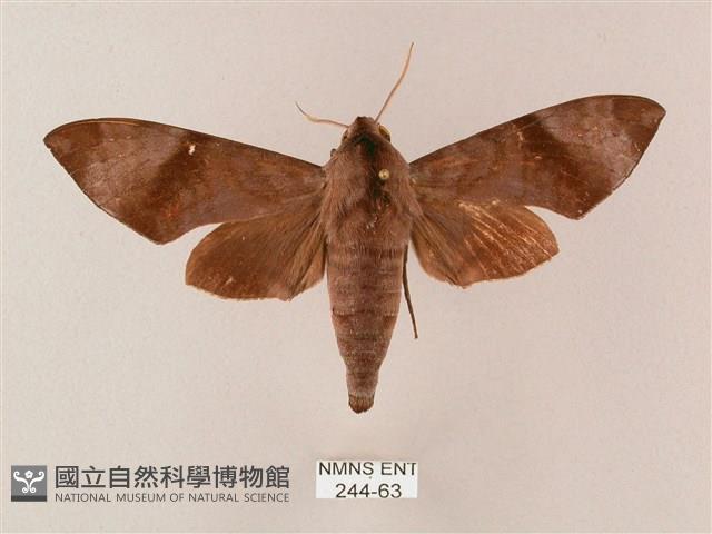 臺灣缺角天蛾藏品圖，第1張