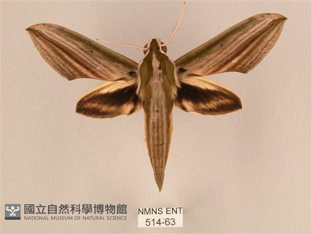 棕綠背線天蛾藏品圖，第1張