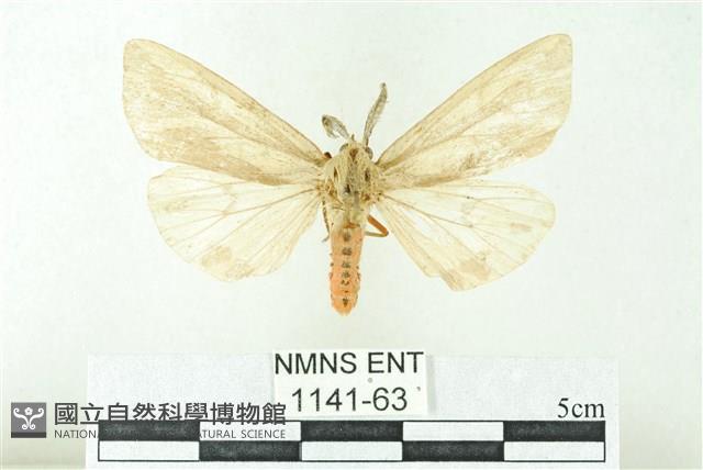 赭新污燈蛾藏品圖，第1張