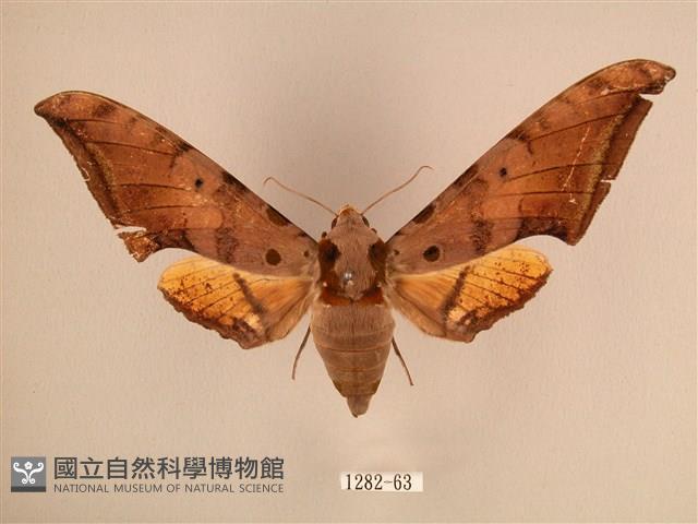 臺灣鷹翅天蛾藏品圖，第1張