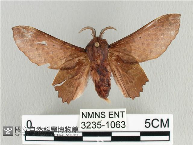 臺灣枯葉蛾藏品圖，第1張