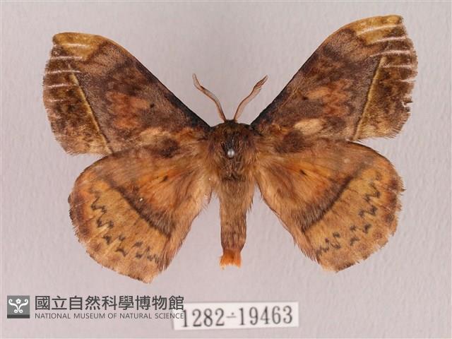 埔里帶蛾藏品圖，第1張