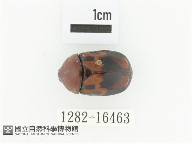 斑翅四齒金龜藏品圖，第1張