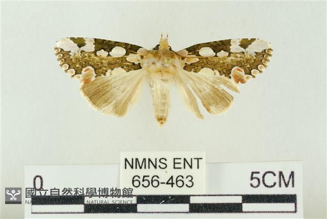 連珠波紋蛾藏品圖，第1張