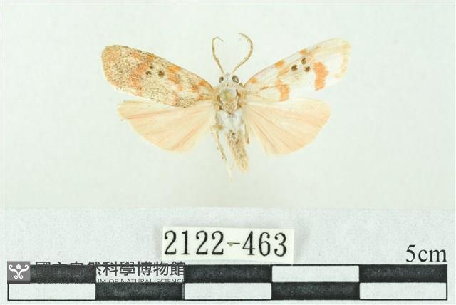 臺雪苔蛾藏品圖，第1張