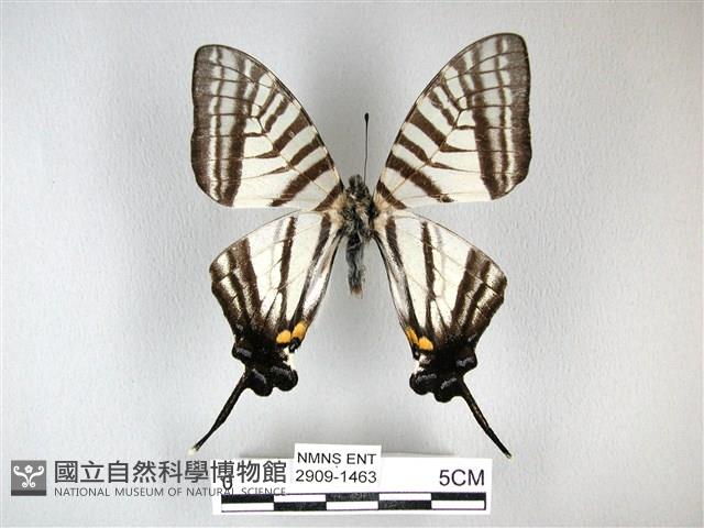 劍鳳蝶藏品圖，第1張